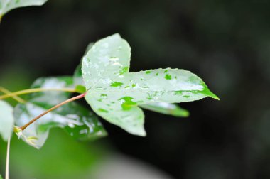 Akçaağaç yaprağı, akçaağaç yaprağı veya yağmurlu bir günde yeşil yaprak ve yağmur damlası