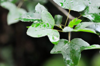 Akçaağaç yaprağı, akçaağaç yaprağı veya yağmurlu bir günde yeşil yaprak ve yağmur damlası
