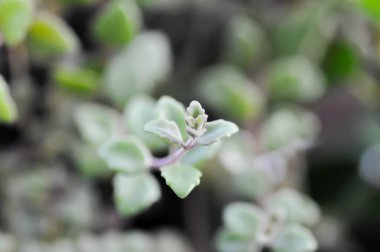 Bahçede minyatür Peperomia veya Pilea depresisa bitkisi