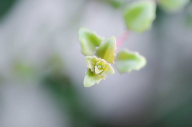 Bahçede minyatür Peperomia veya Pilea depresisa bitkisi