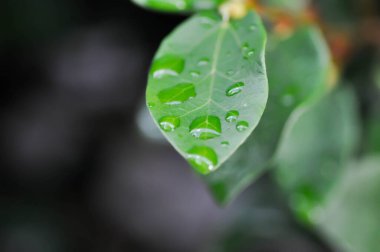 Ficus pumila ya da tırmanan incir ya da MoraceAE ve çiy damlası ya da yağmur damlası