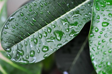Frangipani, Pagoda ağacı veya Plumeria yaprağı ve yağmur damlası