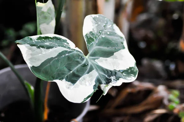 Albomarginata Araceae Schott Xanthosoma Sagittifolium Xanthosoma Mickey Mouse Plant Rain — 스톡 사진