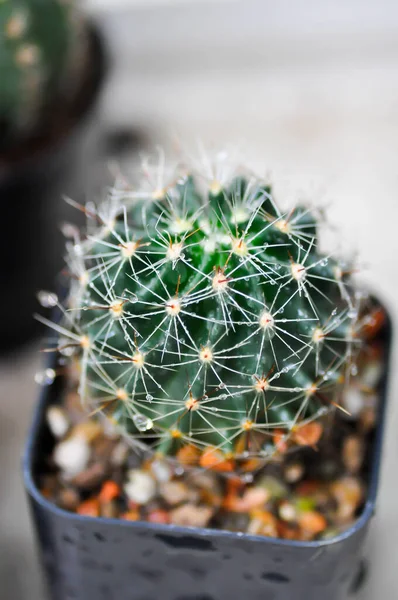 Hamato Cactus Mammillaria Mammillaria Plumosa Cactus Plant Succulent Rain Droplet — Stock Photo, Image