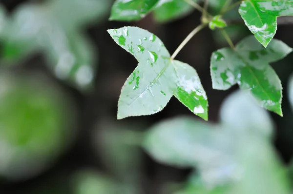 stock image maple leaf, maple leaves or green leaf and rain droplet in rainy day