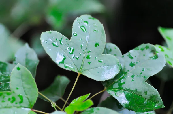 Maple Leaf Maple Leaves Green Leaf Rain Droplet Rainy Day — Stock Photo, Image
