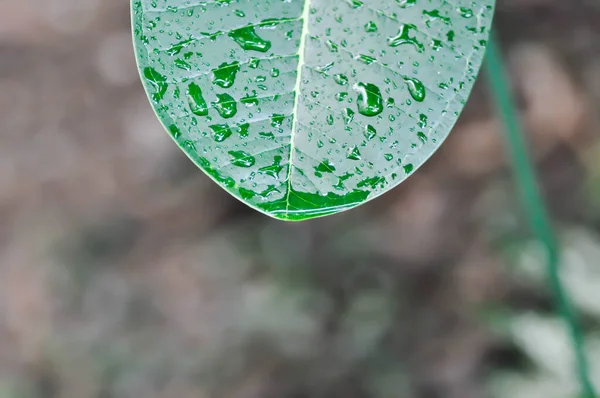 Frangipani Drzewo Pagody Lub Liść Plumerii Kropelka Deszczu — Zdjęcie stockowe