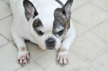 Köpek, Fransız bulldog ya da yerde yaşlı bir köpek.