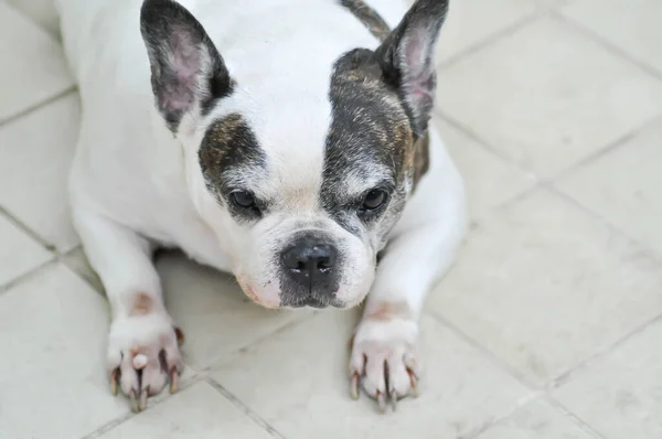Köpek Fransız Bulldog Yerde Yaşlı Bir Köpek — Stok fotoğraf