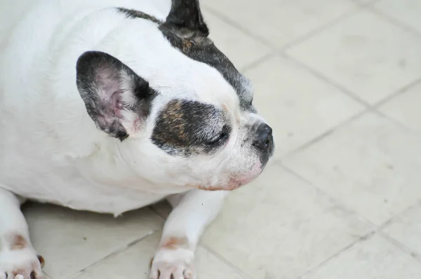Köpek Fransız Bulldog Yerde Yaşlı Bir Köpek — Stok fotoğraf