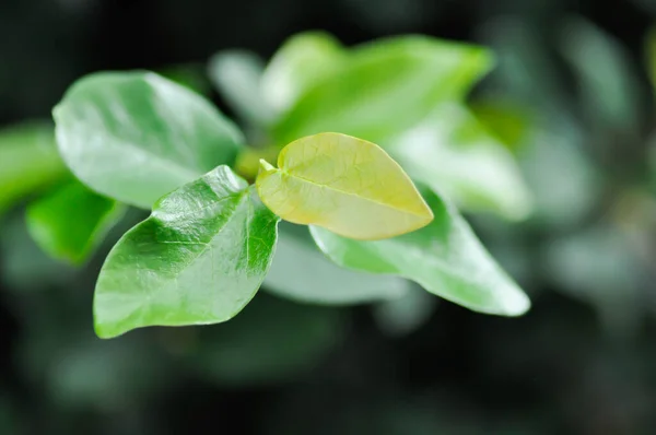 Ficus Pumila Climbing Fig Yellow Leaf — Stock Photo, Image