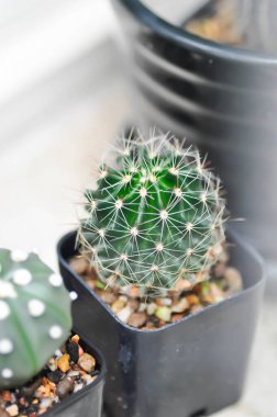 hamatokaktüs setispinus veya mammillaria, mammillaria plumosa veya kaktüs veya sulu