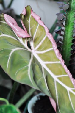 Philodendron Gloriosum, Philodendron bitkisi veya yeni doğan Philodendron Gloriosum