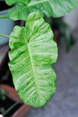 Paraiso Verde veya Philodendron paraiso verde veya Philodendron paraiso veya bicolor leaf