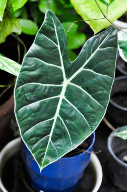 alocasia siyah, alocasia siyah satun veya Araceae bitkisi veya iki renkli bitki