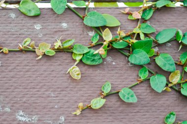 Ficus pumila ya da duvardaki incir, sarı yaprak.
