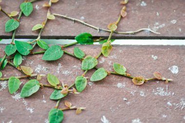 Ficus pumila ya da duvardaki incir, sarı yaprak.
