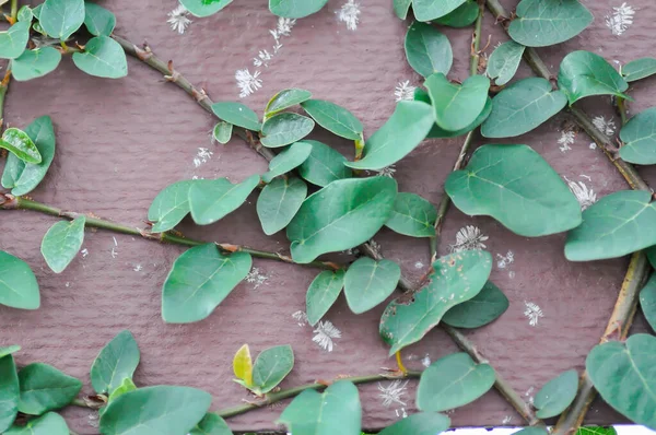 Ficus Pumila Climbing Fig Wall Yellow Leaf — Stock Photo, Image