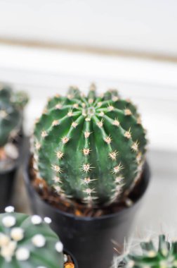 Gymnocalycium, Gymnocalycium mihanovichii veya kaktüs veya sulu bitki