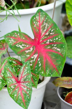 Caladium, Caladium Bicolor Vent ya da Caladium bicolor ya da bicolor fabrikası