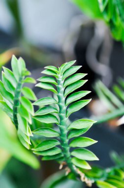 Euphorbia tititimaloides, euphorbiaceae veya Homalocladium platycladum veya Muchlenbeckia platyclada Meissn veya Muehlenbeckia platyclada veya POLYthe ACEAE