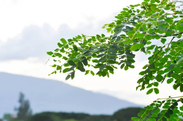 Adenanthera pavonina L or Leguminosae Mimosoideae or Red sandalwood tree or Coralwood tree or Sandalwood tree or Bead tree , sky and mountain background