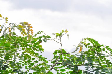 Adenanthera pavonina L veya Leguminosae Mimosoideae veya Red sandalwood tree veya Coralwood tree veya Sandal ağacı veya Boncuk ağacı ve gökyüzü arkaplanı