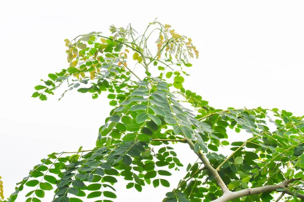 Adenanthera pavonina L or Leguminosae Mimosoideae or Red sandalwood tree or Coralwood tree or Sandalwood tree or Bead tree and sky background