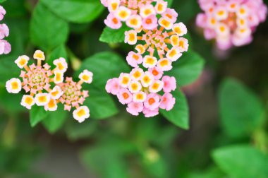 Lantana Camara L, Altın Kumaşı veya Çit Çiçeği, Lantana ya da Ağlayan Lantana ya da Beyaz Adaçayı ya da VerbENACEAE ya da Pembe Çiçek