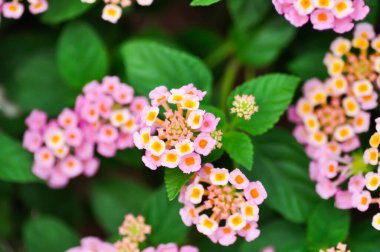 Lantana Camara L, Altın Kumaşı veya Çit Çiçeği, Lantana ya da Ağlayan Lantana ya da Beyaz Adaçayı ya da VerbENACEAE ya da Pembe Çiçek