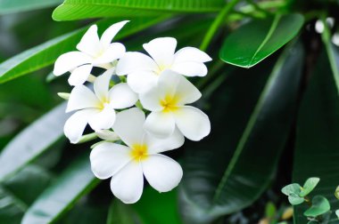 pagoda ağacı ya da frangipani ya da beyaz çiçekli tapınak ağacı