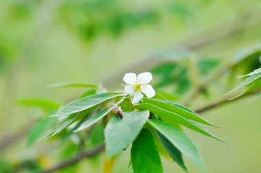 Calabura, reçel ağacı veya Jamaika kirazı veya Malaya kirazı veya Muntingia calabura L veya MUNTINGIACEAE veya ağaçta çiçek olan Batı Hindistan kiraz bitkisi