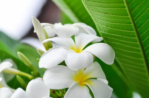 Pagode Frangipani Tempelboom Met Witte Bloemen — Stockfoto