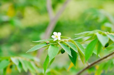 Calabura, reçel ağacı veya Jamaika kirazı veya Malaya kirazı veya Muntingia calabura L veya MUNTINGIACEAE veya ağaçta çiçek olan Batı Hindistan kiraz bitkisi