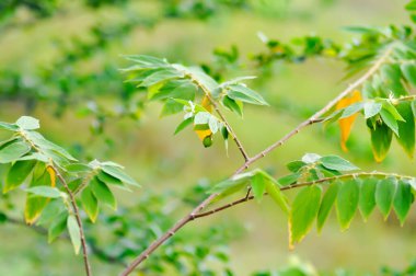 Calabura, reçel ağacı veya Jamaika kirazı veya Malaya kirazı veya Muntingia calabura L veya MUNTINGIACEAE veya Batı Hindistan kiraz bitkisi.