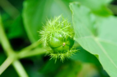 Passiflora foetida L, Fetid tutku çiçeği ya da Scarletfruit tutku çiçeği ya da Kokuşmuş tutku çiçeği ya da Passifloraceae tohumu