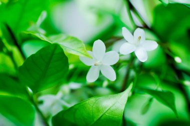 Andaman Satinwood, Çin Kutu Ağacı veya Çin Kutu Ağacı veya Çin Kutu Odunu veya Orange Jessamine veya Rutaceae veya Murraya Paniculata çiçeği veya beyaz çiçek