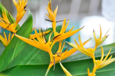 Cennet kuşu, Strelitzia reginae veya Sterliziaceae çiçeği veya sarı çiçek