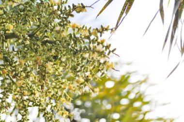 Bir hurma tohumu, bir beşik fındığı, bir hurma fidanı,