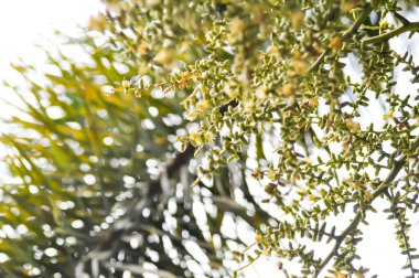 Bir hurma tohumu, bir beşik fındığı, bir hurma fidanı,