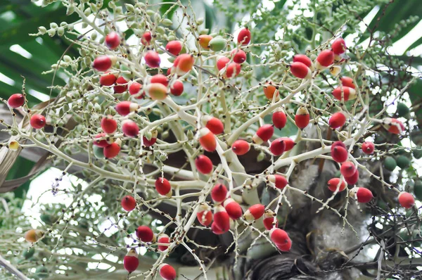 Семя Бетелевой Пальмы Бетелевого Ореха Пальмы Семенем — стоковое фото