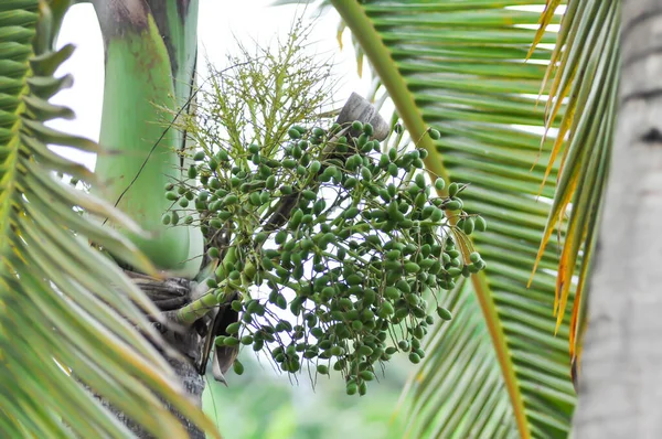 Roystonea Regia Palma Real Cubana Arecaceae Semente Palma — Fotografia de Stock