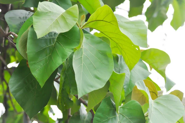 Tectona Grandis Teak Lamiaceae Teak Plant Teak Leaf Sky Background — Stock Photo, Image