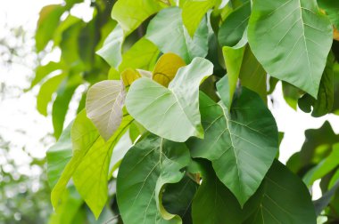 Tectona grandis, Tik veya LAMIACEAE veya meşe ağacı veya meşe yaprağı ve gökyüzü arkaplanı