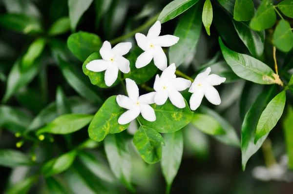 Apocynaceae Veya Gardenya Yaseminoides Veya Gerdenya Çiçeği Veya Beyaz Çiçek — Stok fotoğraf