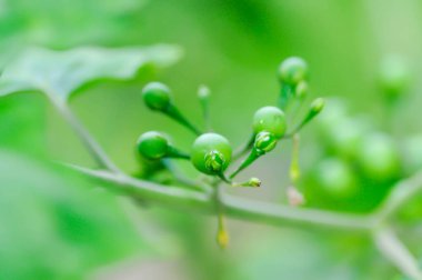 Şeytan inciri, Medthai veya SOLANACEAE veya Pea patlıcan veya bezelye patlıcan veya Shoo shoo bush veya Solanum ficifolium Ortega veya Solanum mayanum Lundell veya Solanum torvum Sw veya hindi meyvesi veya yabani patlıcan