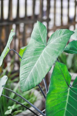 Xanthosoma sagittifolium, malanga veya xanthosoma veya Colocasia veya siyah bitki