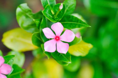 Ludwigia Adscendens, Batı Hindistan paeriwinkle veya pembe çiçek