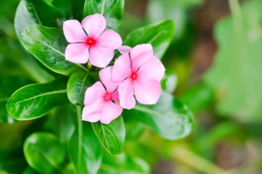 Ludwigia Adscendens, Batı Hindistan paeriwinkle veya pembe çiçek