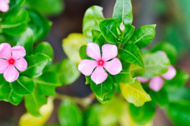 Ludwigia Adscendens, Batı Hindistan paeriwinkle veya pembe çiçek